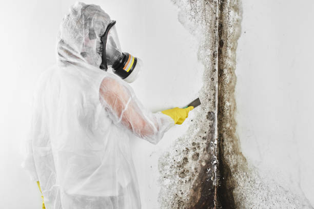 Best Certified Mold Removal  in Baird, TX