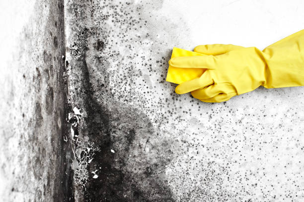 Best Same-Day Mold Removal  in Baird, TX