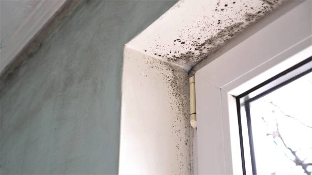 Mold Removal Process in Baird, TX