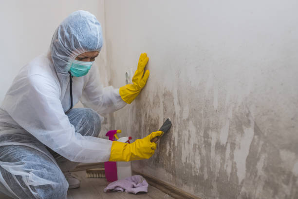 Best Mold Inspection  in Baird, TX