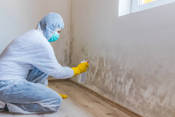 Best Commercial Mold Removal  in Baird, TX