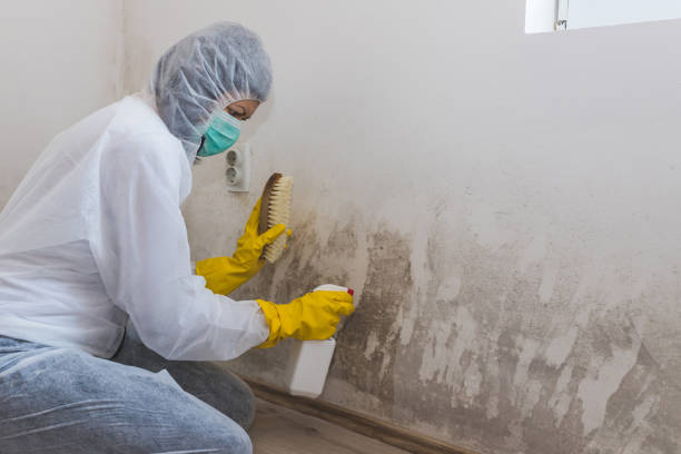 Best Certified Mold Removal  in Baird, TX
