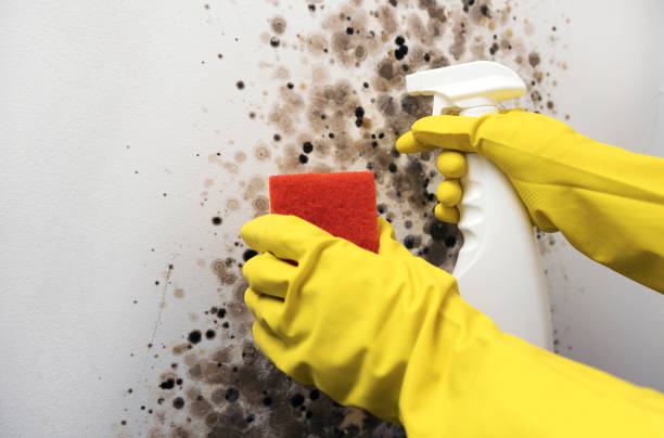 Best Mold Removal Process  in Baird, TX