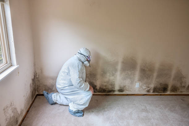 Best Best Mold Removal Companies  in Baird, TX