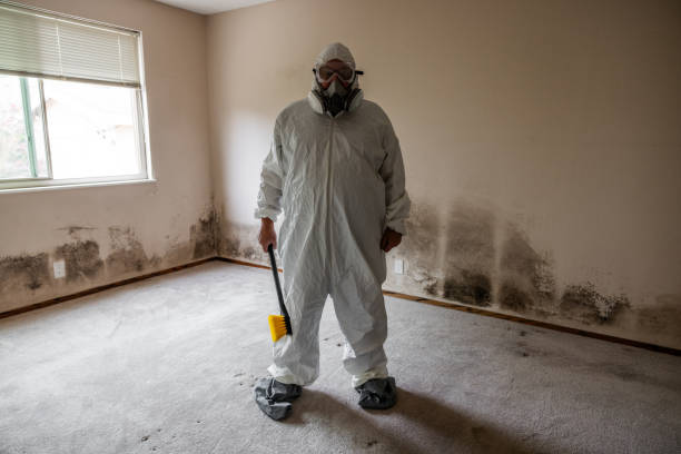 Best Mold Damage Repair  in Baird, TX
