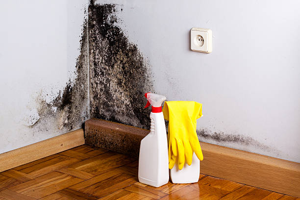 Best Black Mold Removal  in Baird, TX